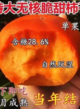 正宗无核脆甜柿子树苗庭院耐旱盆栽地栽南北方种植当年结果苗果树