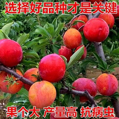 大红袍李子树苗嫁接早熟新品种耐寒盆栽地栽南北方种植当年结果苗