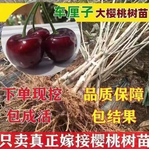 正宗嫁接樱桃树苗新品种车厘子苗南北方盆栽地栽当年结果树苗大全