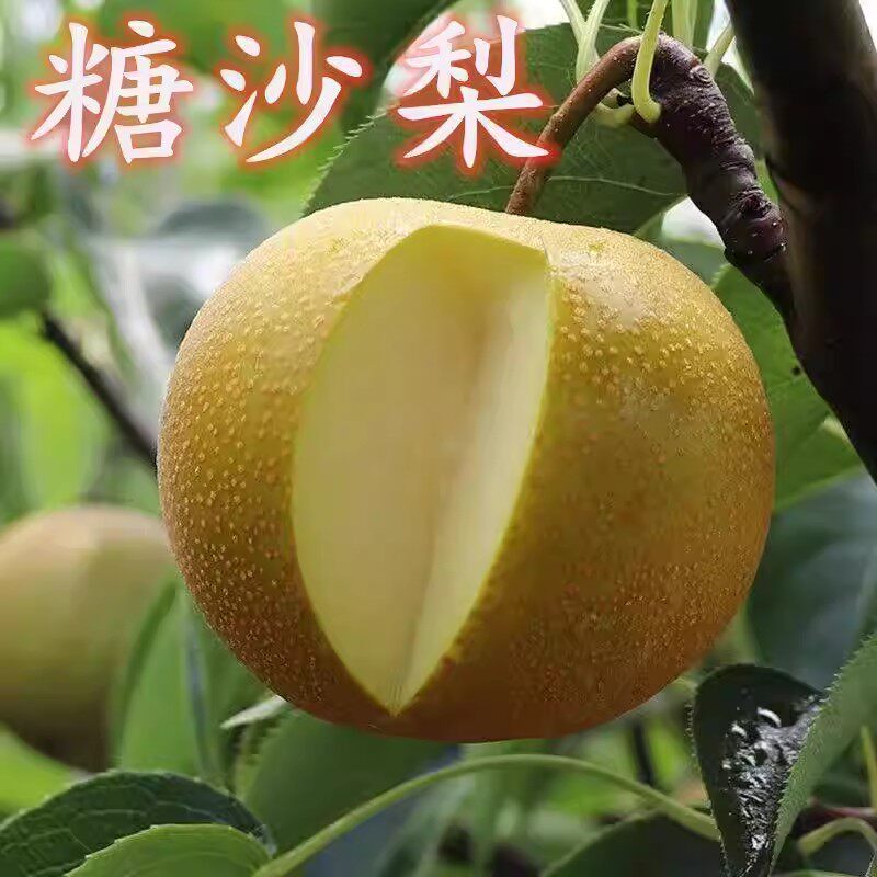 梨树果苗砂梨嫁接糖沙梨金秋梨黄花梨当年结果南北方种洞冠梨树苗