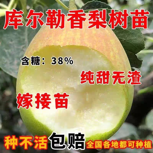 库尔勒香梨树苗嫁接新品种早熟梨树果苗耐寒梨树苗当年结果新疆梨