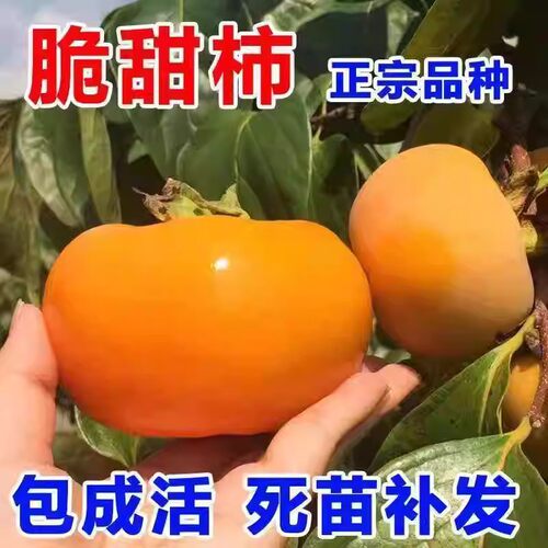柿子树苗甜脆柿子巧克力耐寒盆栽地栽南北方种植水果柿子优质果树
