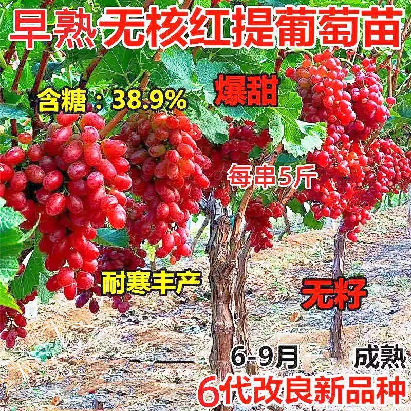 葡萄树苗巨峰阳光玫瑰籽超甜盆栽地栽耐寒南方北方种植果树