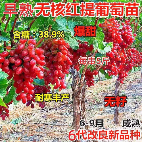 葡萄树苗巨峰阳光玫瑰籽超甜盆栽地栽耐寒南方北方种植果树
