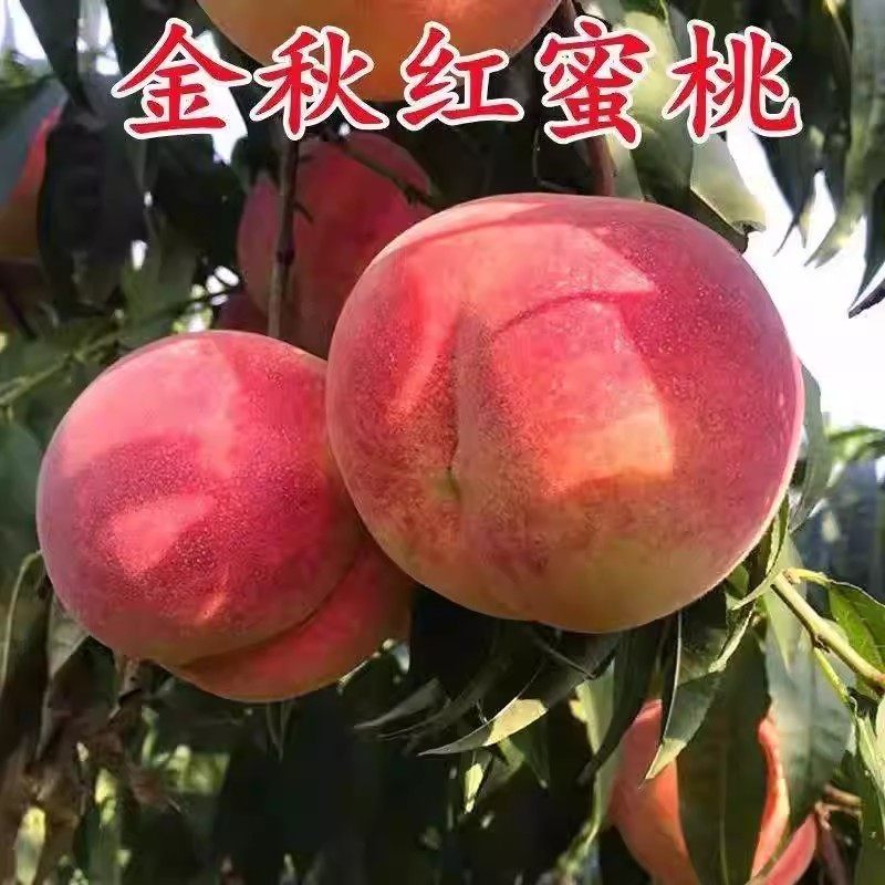 桃树苗嫁接超甜金秋红蜜桃树苗晚熟脆甜桃子苗南北方种植当年结果,鲜花速递/花卉仿真/绿植园艺,果树,淘宝优惠券,粉丝福利购,淘宝优惠卷