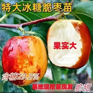 枣树苗三代冰糖脆枣苗南北方种植苗盆栽果苗抗旱耐寒果树苗大全