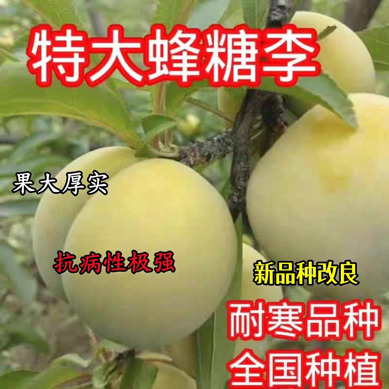 特大耐寒李子树苗贵州六马蜂糖李子树嫁接苗当年结果苗南北方种植图片