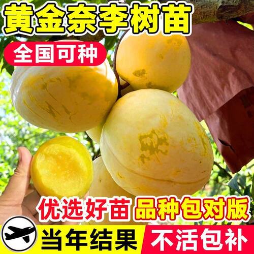 黄金奈李子树苗果树果苗盆栽地栽三华蜂糖新品种特大号南北方种植