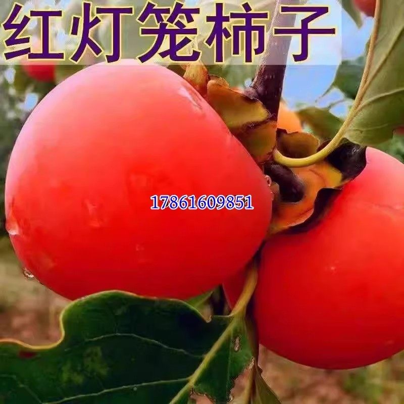 新品种嫁接红灯笼柿子树苗抗寒脆甜  南方北种植盆栽地栽当年结果,鲜花速递/花卉仿真/绿植园艺,果树,淘宝优惠券,粉丝福利购,淘宝优惠卷