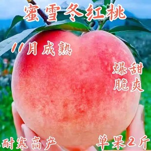 爆甜嫁接冬桃树苗新品种特大离核南北方种植盆栽地栽当年结果树苗