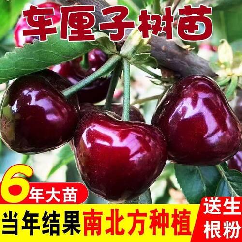 大樱桃树苗车厘子树苗黑珍珠美早脱毒嫁接矮化盆栽地栽南北方种植