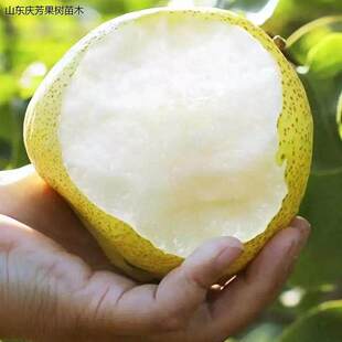 雪花梨树苗果苗太婆梨嫁接雪梨树果苗南北方耐寒种植当年结果包