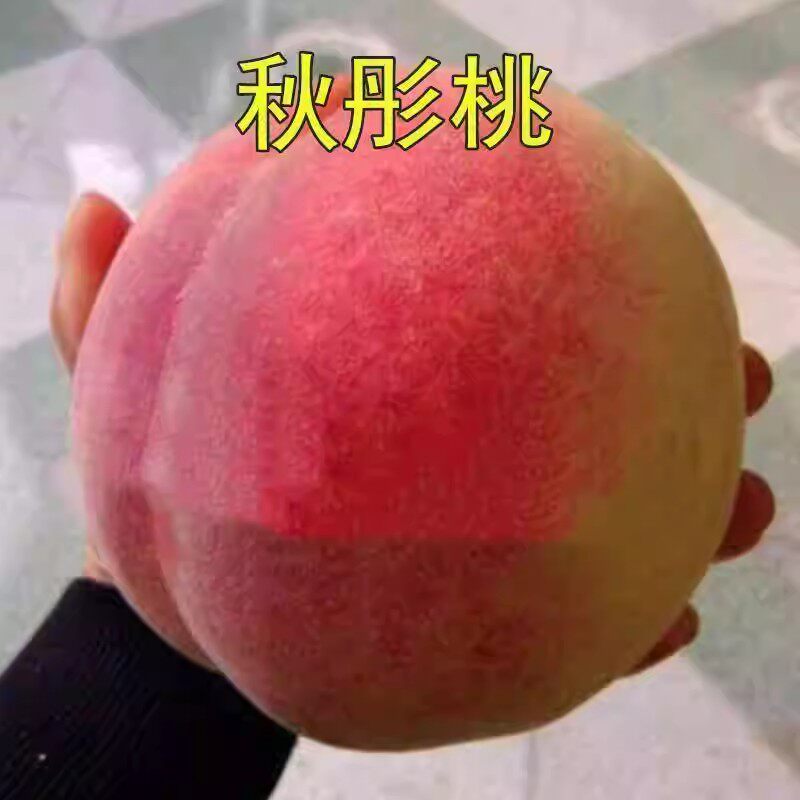 秋彤桃树苗 嫁接新品桃特大脆甜晚熟桃树苗耐寒秋彤桃苗当年结果