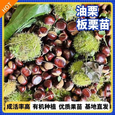 板栗树果苗嫁接苗甜糯油栗板栗苗晚熟盆栽地栽南北方种植油板栗苗