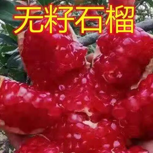特大石榴树苗无籽超甜石榴树苗耐寒盆栽地栽南方北方种植当年结果
