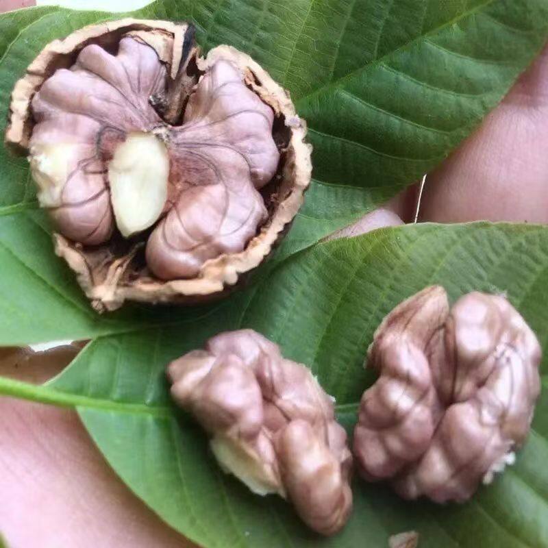 正宗漾濞核桃苗云南大理漾濞大泡纸皮核桃嫁接核桃苗当年结果树苗图片