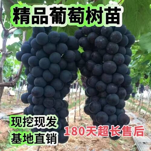 优质葡萄树苗巨峰辽峰基地直销到家品种对版大量有苗葡萄苗