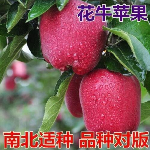果树苗苹果树苗花牛苹果苗水果嫁接花牛苹果树苗当年结果苗