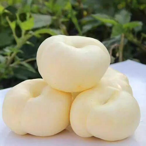 新品种奶油白蟠桃树苗早熟白玉蟠桃苗浓奶香蟠桃树苗嫁接大果白桃