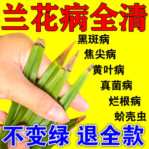 兰花黑斑病专用药杀菌剂治黄叶焦尖叶子干枯烂根炭疽病花病康喷剂