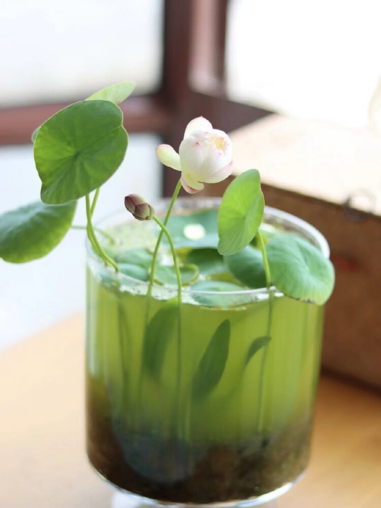 水培植物碗莲花卉室内花好养四季开花种子籽水养荷花盆栽客厅睡莲