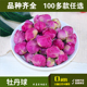 牡丹花茶花球 满28元 包邮 初级农产品50g