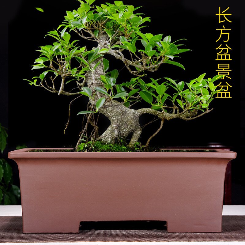 精品紫砂透气盆景盆树桩君子兰高长方形室内桌面大号绿植促销优惠