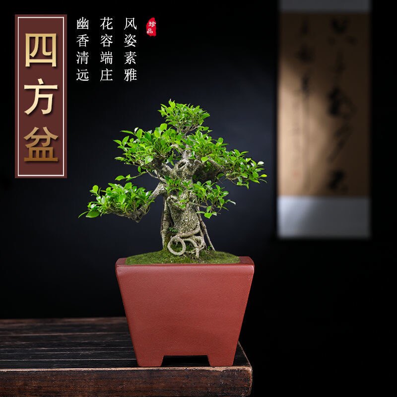 宜兴紫砂花盆君子兰盆兰花盆盆景花盆