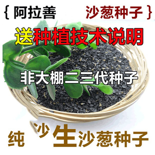 内蒙古阿拉善沙漠沙葱籽种植新鲜蔬菜沙葱种子50g种根可腌制咸菜