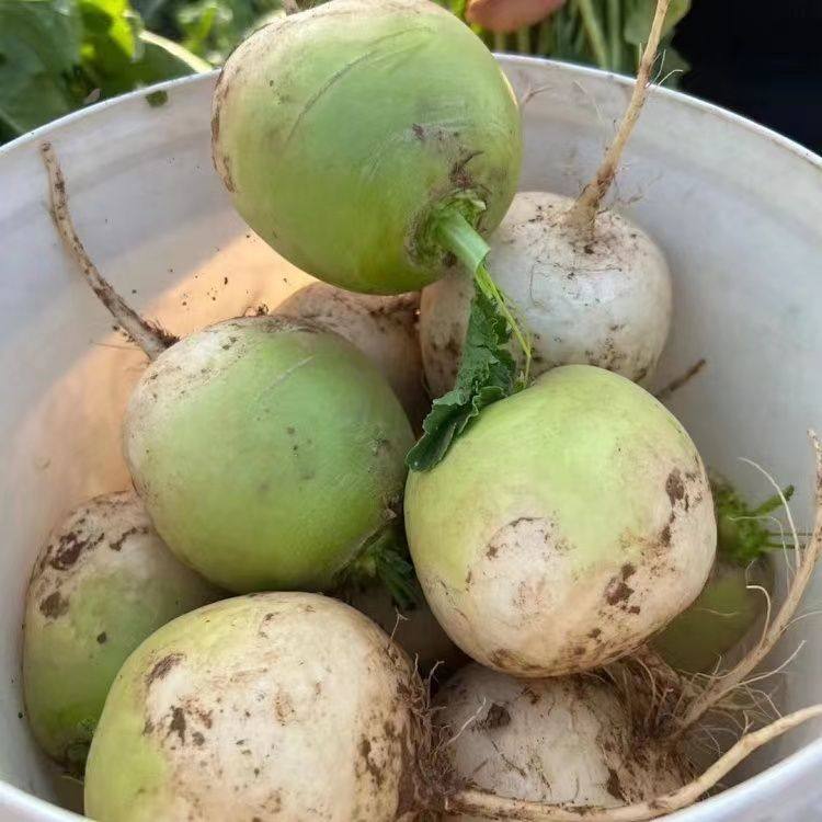 湖北麻城露天自然生长半头青萝卜本地新鲜白萝卜沙窝地圆萝卜蔬菜,水产肉类/新鲜蔬果/熟食,萝卜/胡萝卜,淘宝优惠券,粉丝福利购,淘宝优惠卷