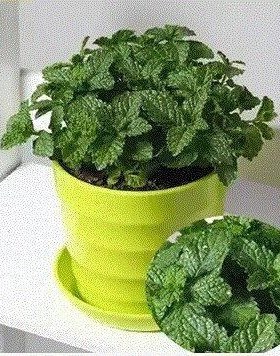 New herb mint plants potted edible mint grass drug repellen