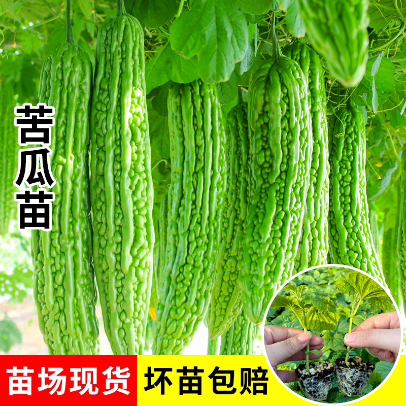 苦瓜苗春季蔬菜苗小番茄秧苗西红柿丝瓜茄子辣椒黄瓜西瓜四季种子