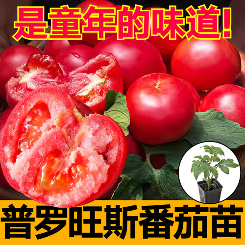 普罗旺斯西红柿苗沙瓤易活阳台