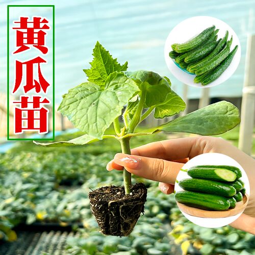 水果黄瓜苗大绿黄瓜青瓜旱黄瓜苗盆栽四季小黄瓜苗秧苗阳台蔬菜苗