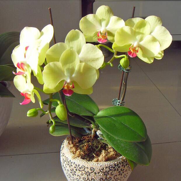 带花剑蝴蝶兰花苗大花蝴蝶兰盆栽室内阳台植物当年开花好养的绿植