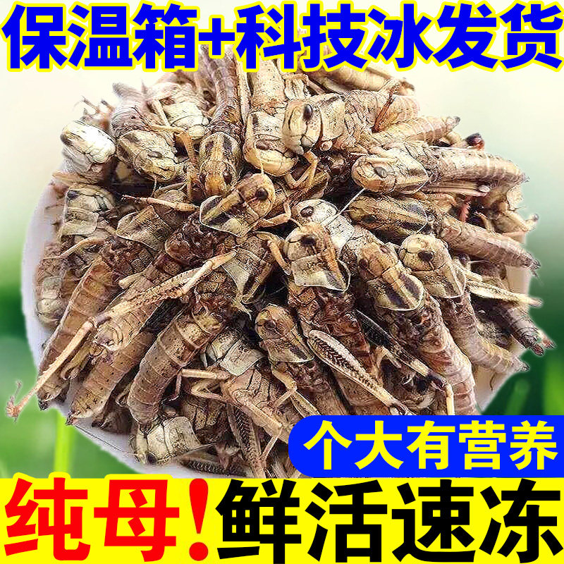 蚂蚱活体速冻纯母去翅带卵籽山东其它生肉制品
