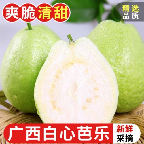 现摘新鲜水果芭乐番石榴