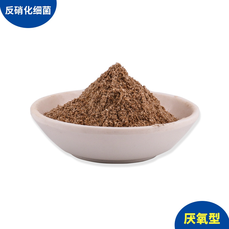 2023甘度生物滤池菌种 生化池专用菌 微生物污水处理好氧厌氧菌剂