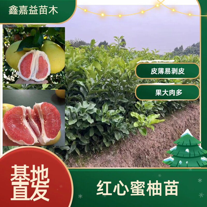 【红心蜜柚】正宗四川嫁接红心蜜水果种子/种苗