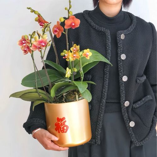 福桶金属红色年宵花桶银柳大麦