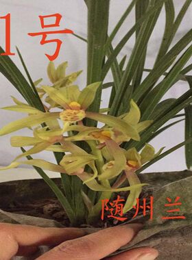 湖北四季常青易成活兰花苗