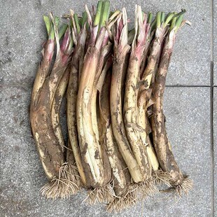 陕北特产山地红葱红皮葱炖羊肉用的红葱陕西榆林绥德红葱