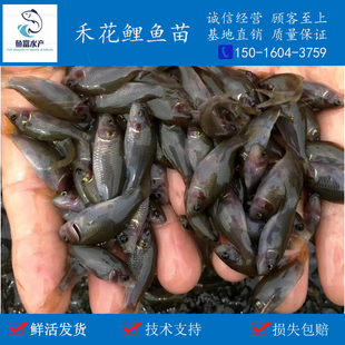 禾花鲤鱼苗 稻田鲤鱼苗 荷花鲤鱼苗 乌鲤鱼苗 淡水养殖 活体包邮