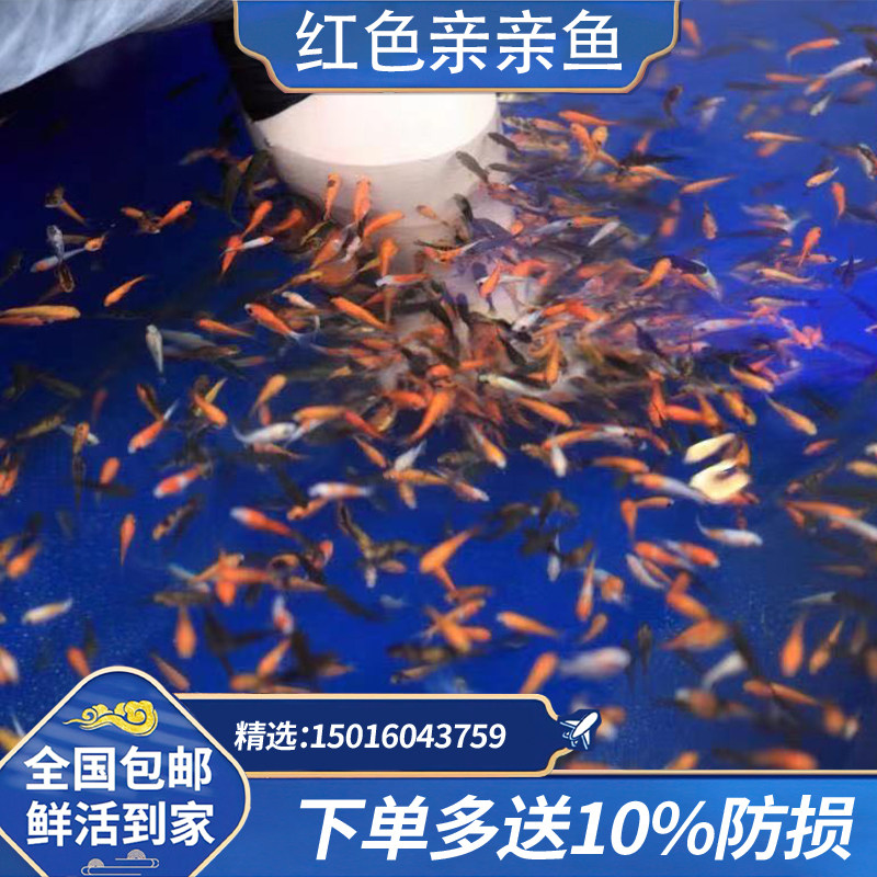 鱼疗红色亲亲温泉星子按摩
