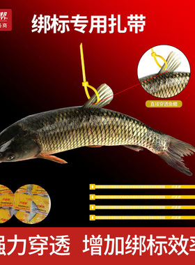 绑标鱼专用尖尾扎带 尖角加硬尼龙扎线 勒死狗带针竿稍绳  钓场帮