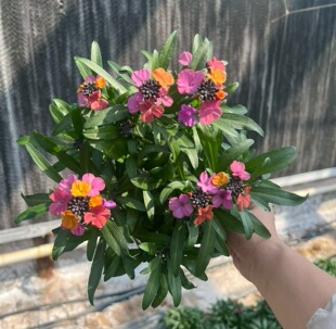 新款三色糖芥盆栽带花苞又叫香紫罗兰花期长耐冻花卉庭院阳台好养