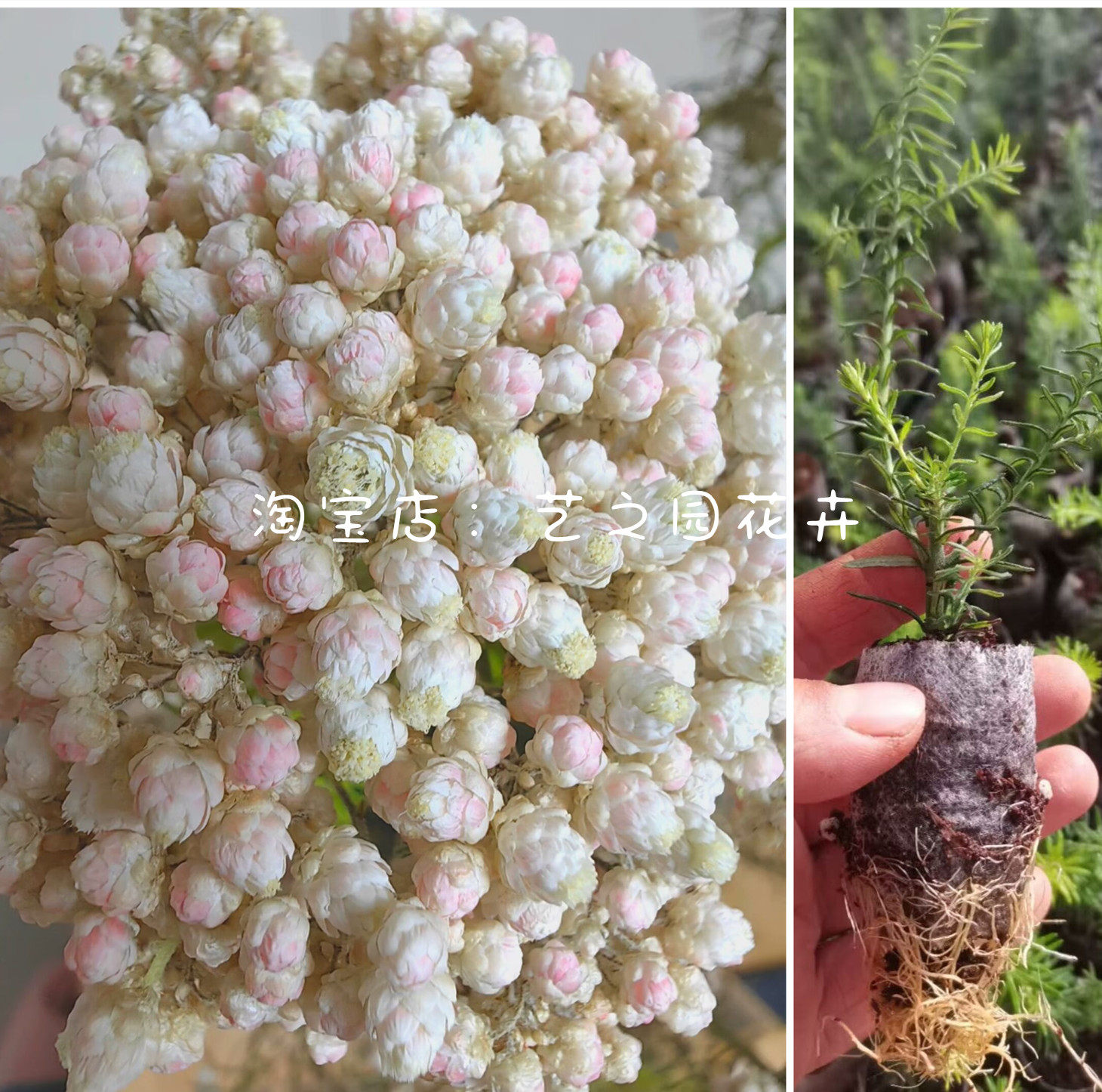 澳洲米花盆栽小苗 鲜切花 引进母本扦插 芳香植物珠光质感 包对版