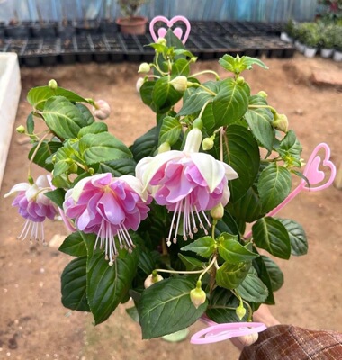 重瓣倒挂金钟盆栽灯笼花带花苞阳台垂吊花卉庭院花园植物好养易活