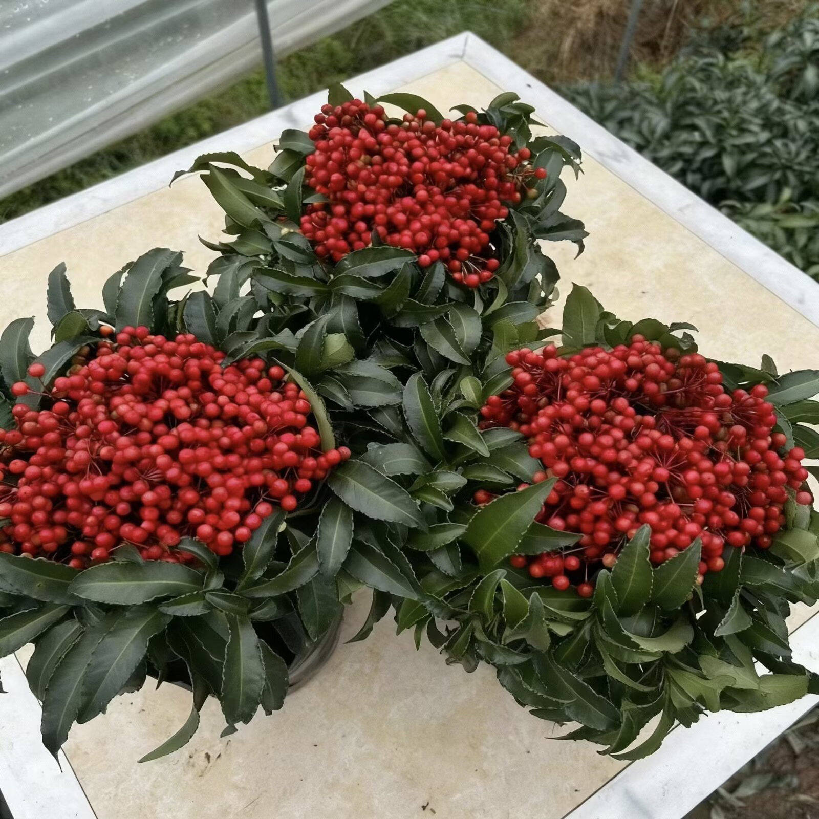 富贵籽带红果盆栽 鸿运当头客厅阳台四季观果植物 过年喜庆花卉,鲜花速递/花卉仿真/绿植园艺,红掌/凤梨/温室花卉,淘宝优惠券,粉丝福利购,淘宝优惠卷