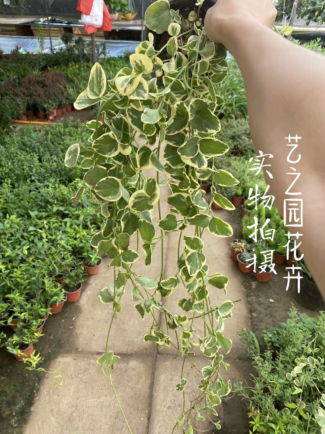 花叶蔓长春花藤 吊兰垂吊盆栽爬藤植物四季开紫色花